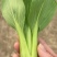 油菜