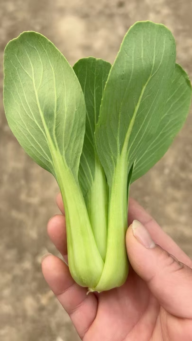 油菜