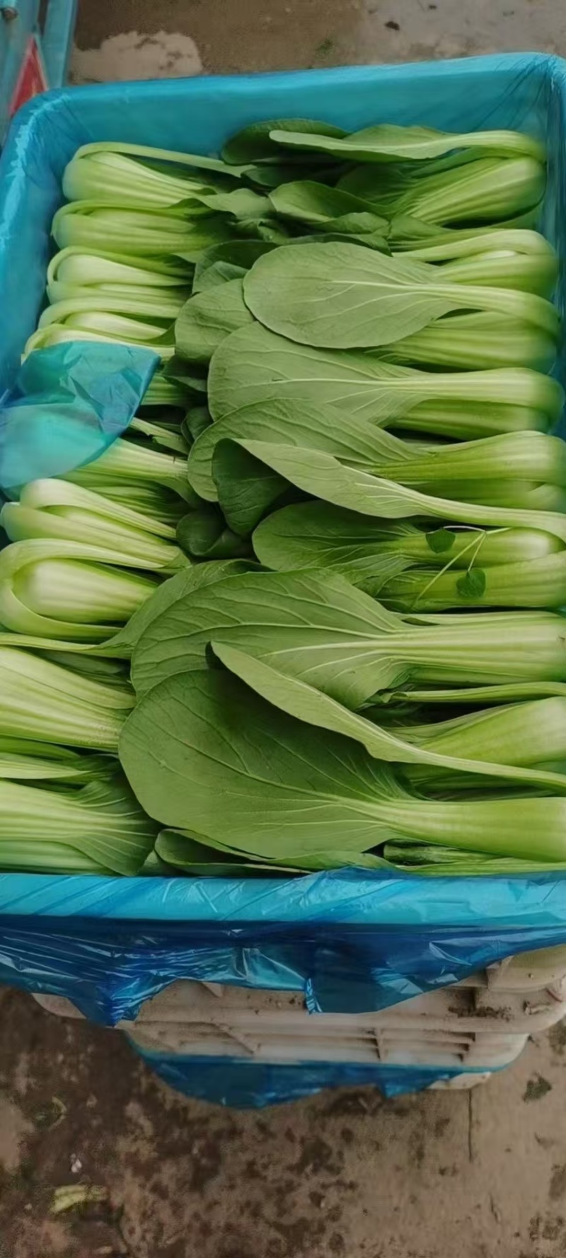油菜