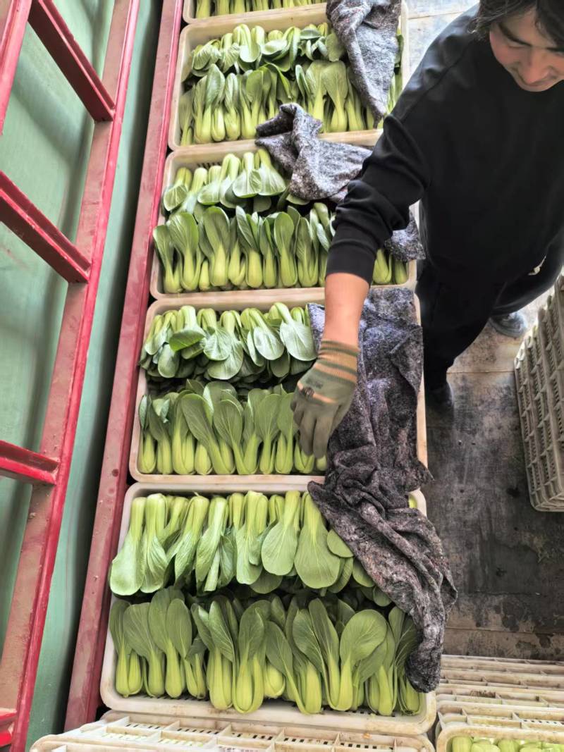 油菜