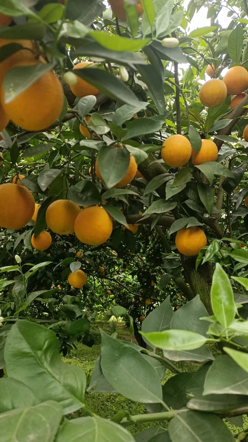 重庆夏橙多汁细皮，自然成熟，性价比很高的当季水果，