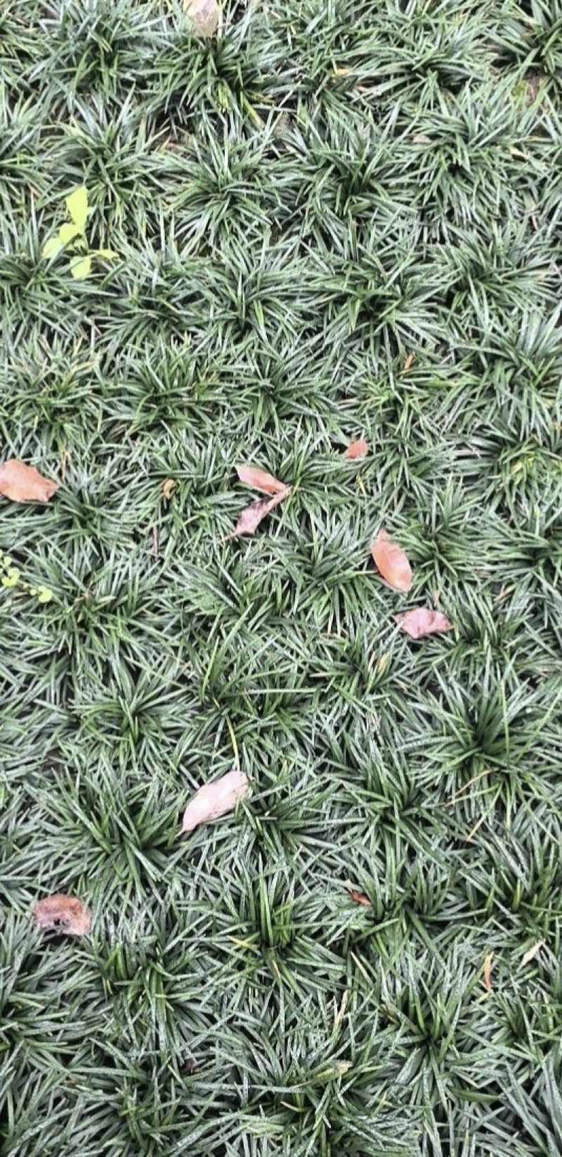 精品玉龙草日本矮麦冬批发，基地直销，大量批发，清秀无病害