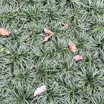 精品玉龙草日本矮麦冬批发，基地直销，大量批发，清秀无病害