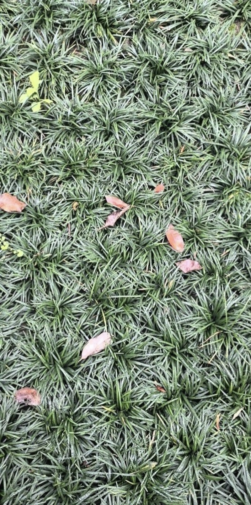 精品玉龙草日本矮麦冬批发，基地直销，大量批发，清秀无病害