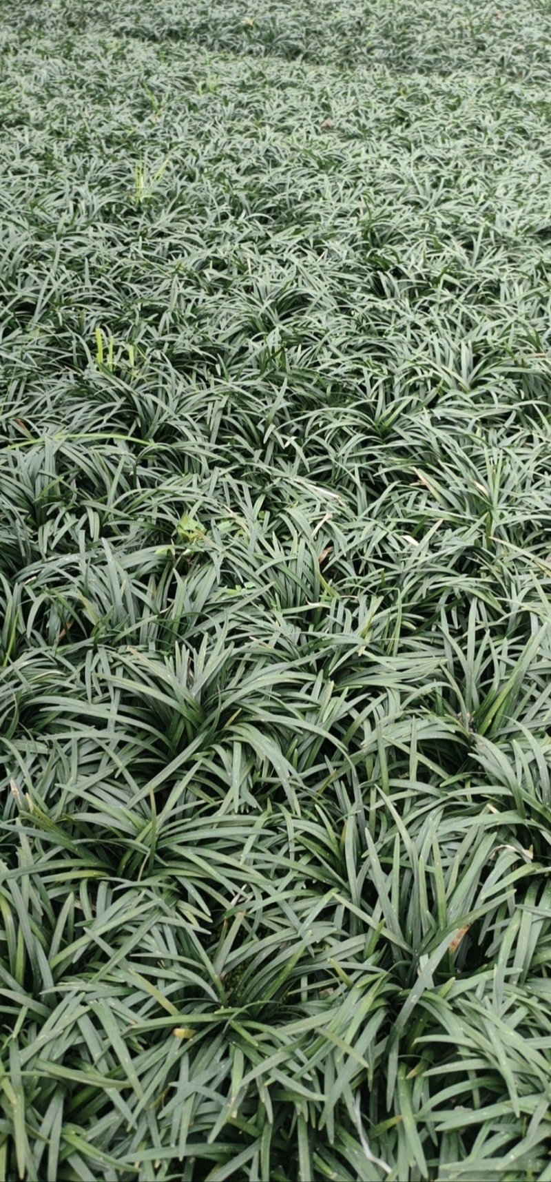 精品玉龙草日本矮麦冬批发，基地直销，大量批发，清秀无病害