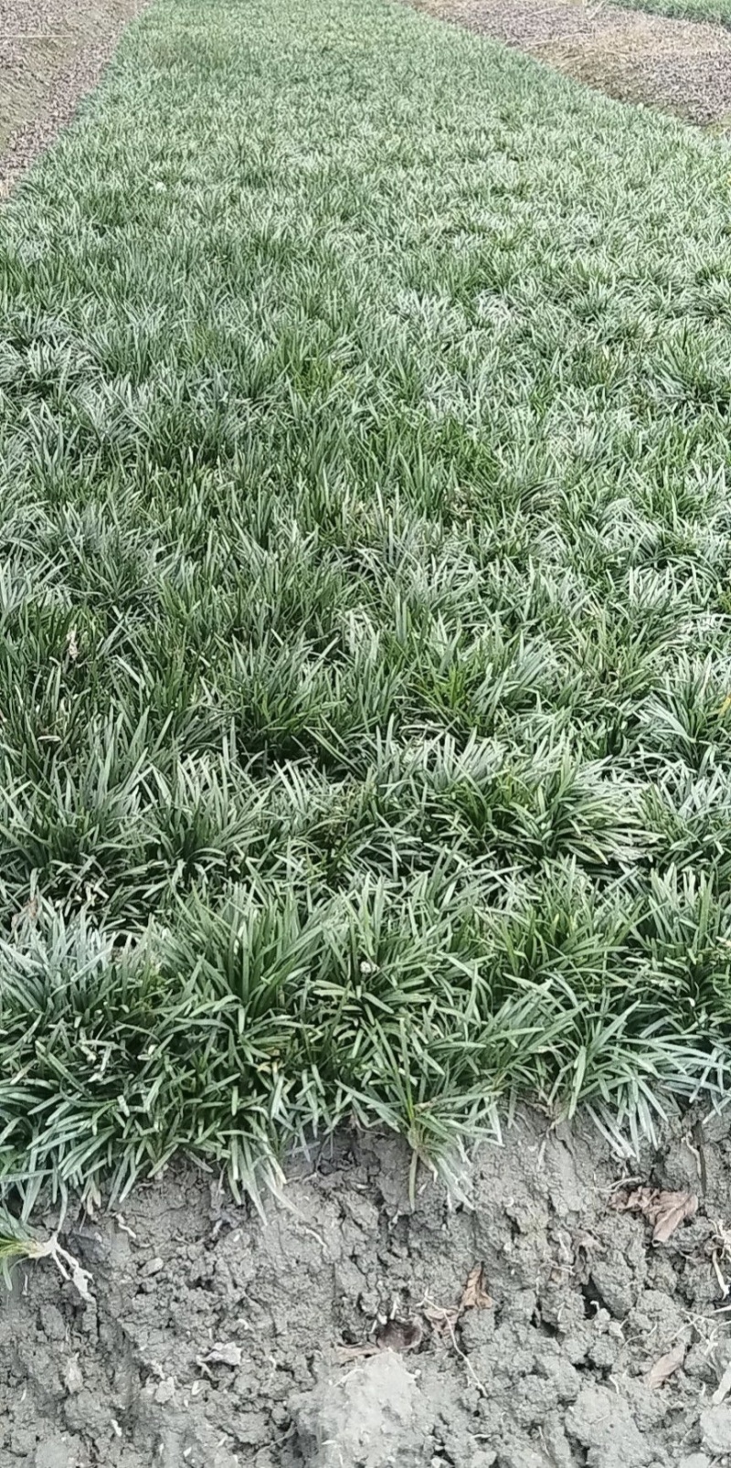 精品玉龙草日本矮麦冬批发，基地直销，大量批发，清秀无病害