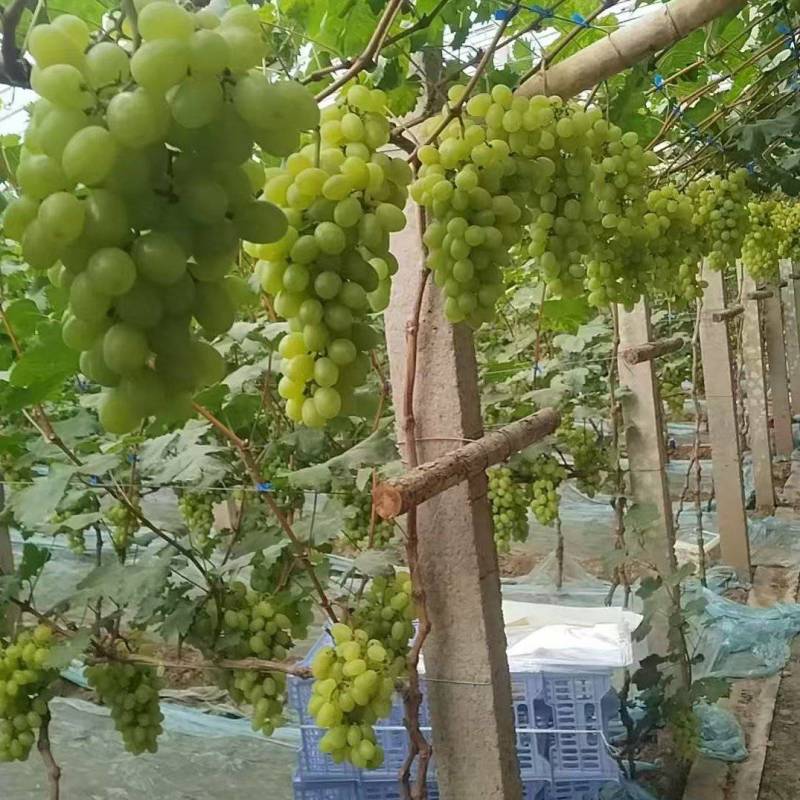河北精品维多利亚葡萄维多利亚青提无籽新货甜度高