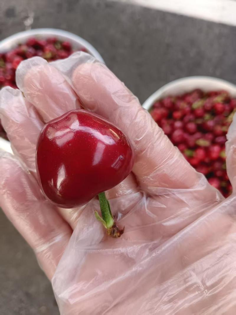 美早樱桃大小果都有规格齐全详情可电话联系