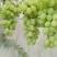 河北精品维多利亚葡萄维多利亚青提无籽新货甜度高