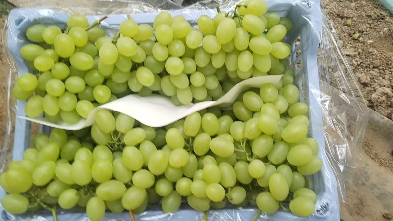 河北精品维多利亚葡萄维多利亚青提无籽新货甜度高