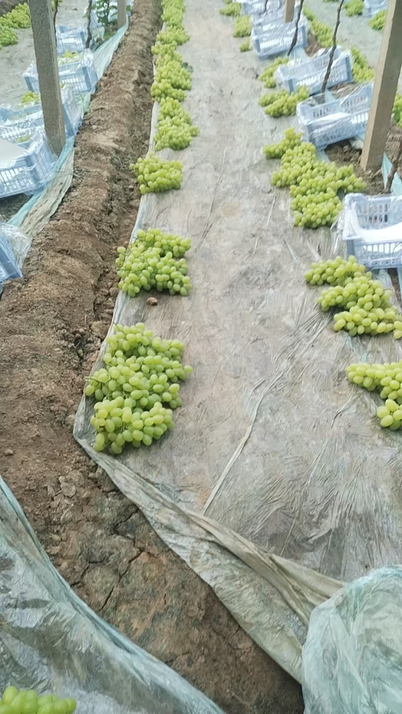 河北精品维多利亚葡萄维多利亚青提无籽新货甜度高