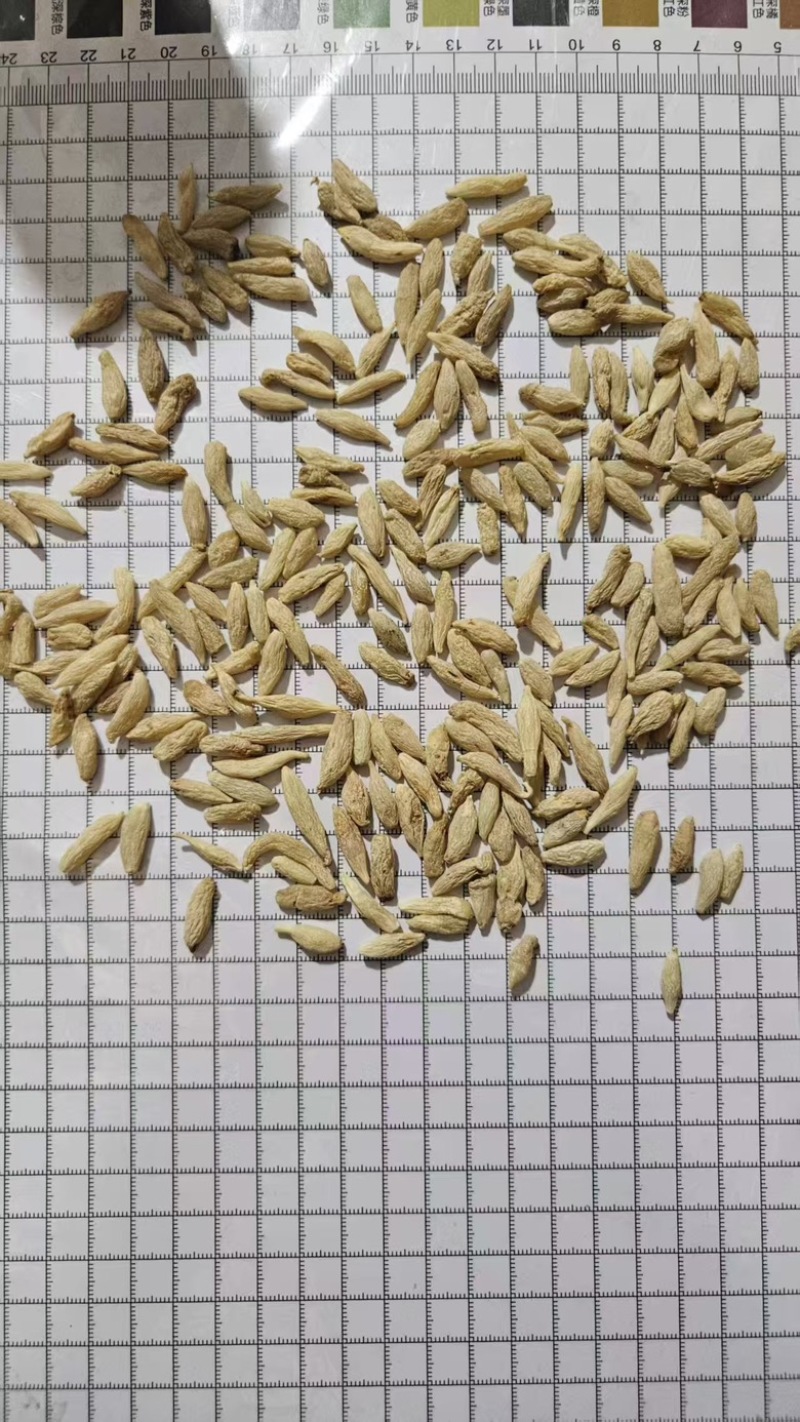 麦冬，精品麦冬，量大货优，欢迎大家前来采购，可视频看货