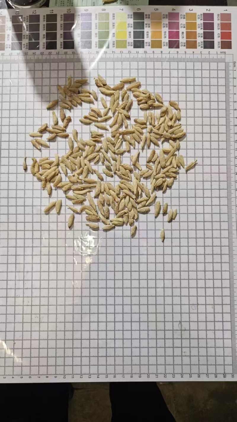 麦冬，精品麦冬，量大货优，欢迎大家前来采购，可视频看货