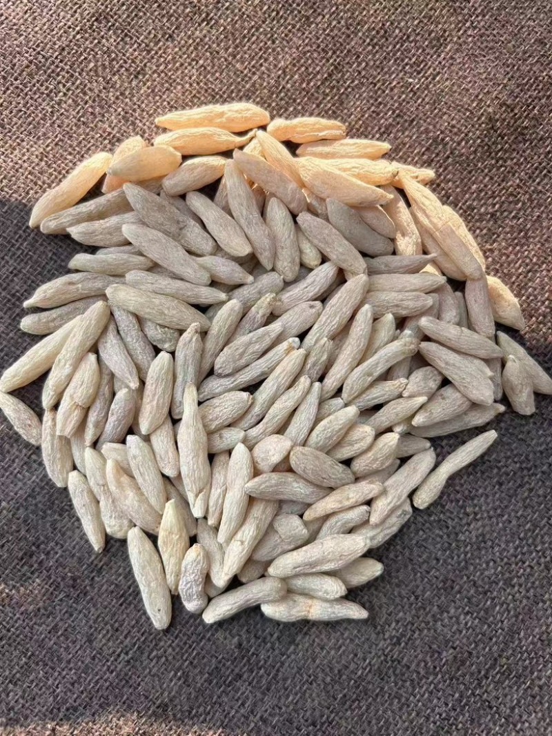 麦冬，精品麦冬，量大货优，欢迎大家前来采购，可视频看货