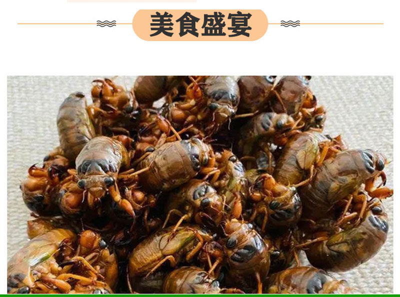源头大量现货山东新鲜知了猴活体速冻金蝉爬叉猴节流龟唐僧肉