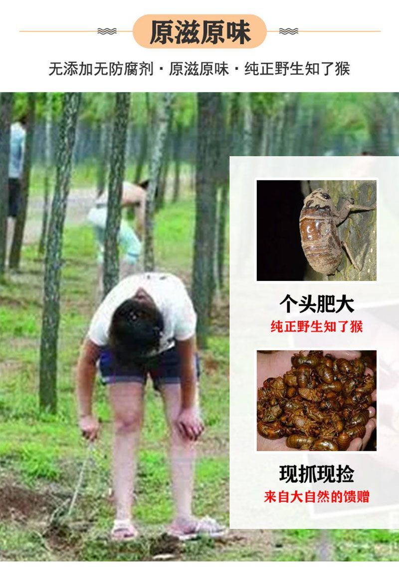 源头大量现货山东新鲜知了猴活体速冻金蝉爬叉猴节流龟唐僧肉