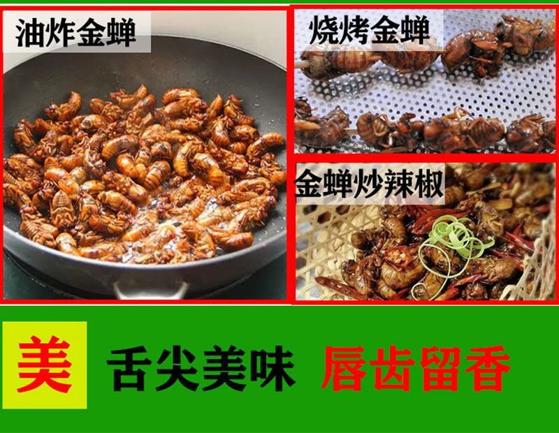 源头大量现货山东新鲜知了猴活体速冻金蝉爬叉猴节流龟唐僧肉