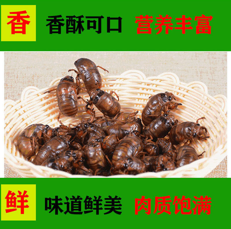 源头大量现货山东新鲜知了猴活体速冻金蝉爬叉猴节流龟唐僧肉