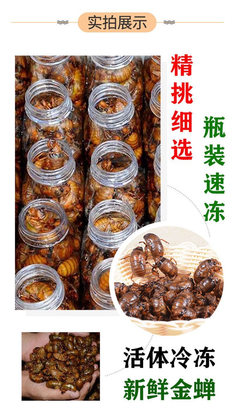 源头大量现货山东新鲜知了猴活体速冻金蝉爬叉猴节流龟唐僧肉