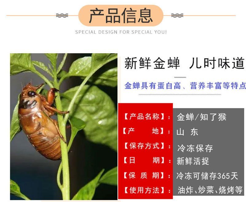 源头大量现货山东新鲜知了猴活体速冻金蝉爬叉猴节流龟唐僧肉