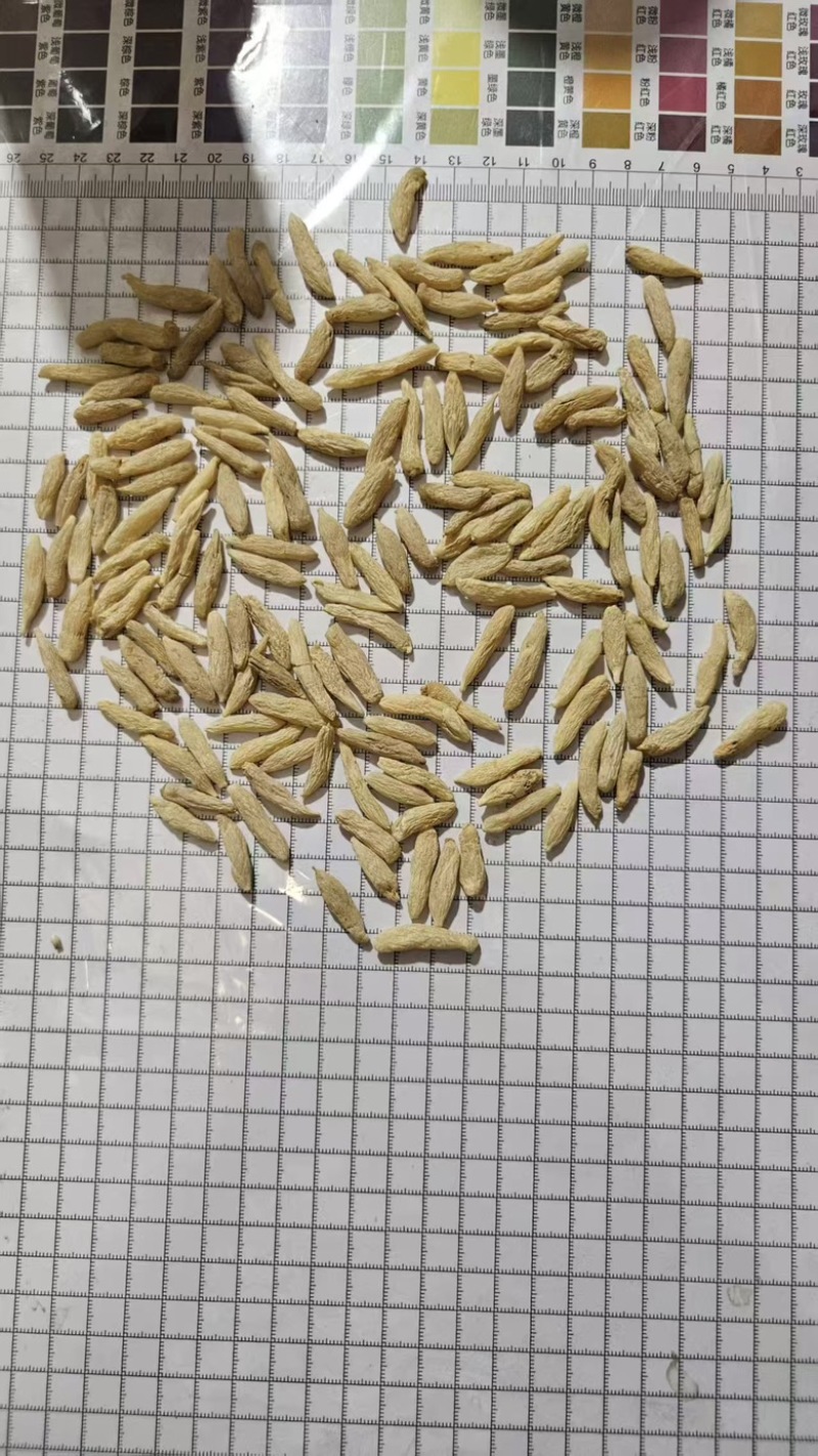 麦冬，精品麦冬，量大货优，欢迎大家前来采购，可视频看货