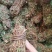 鸡骨草。精选鸡骨草无硫青靓足干，广东省内包邮
