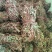 鸡骨草。精选鸡骨草无硫青靓足干，广东省内包邮