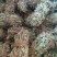 鸡骨草。精选鸡骨草无硫青靓足干，广东省内包邮