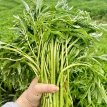 《江苏茼蒿》基地直发保质保量一条龙服务量大从优对接全国