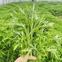 《精选》江苏茼蒿基地直发对接商超团购供应链一条龙服务