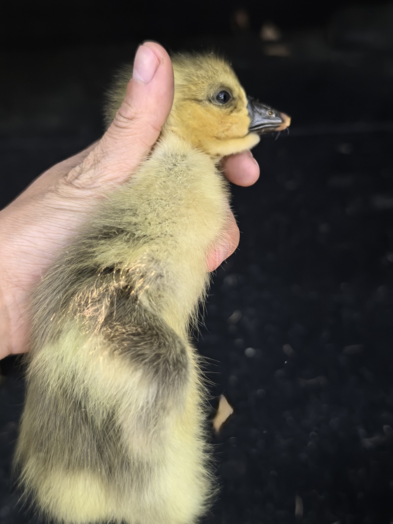 正宗纯种狮子头鹅活苗幼苗现货灰狮头鹅苗纯种小苗狮头鹅苗特