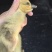 正宗纯种狮子头鹅活苗幼苗现货灰狮头鹅苗纯种小苗狮头鹅苗特