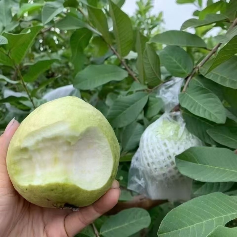 广东白心芭乐自家果园货源充足质量保证可产地看货