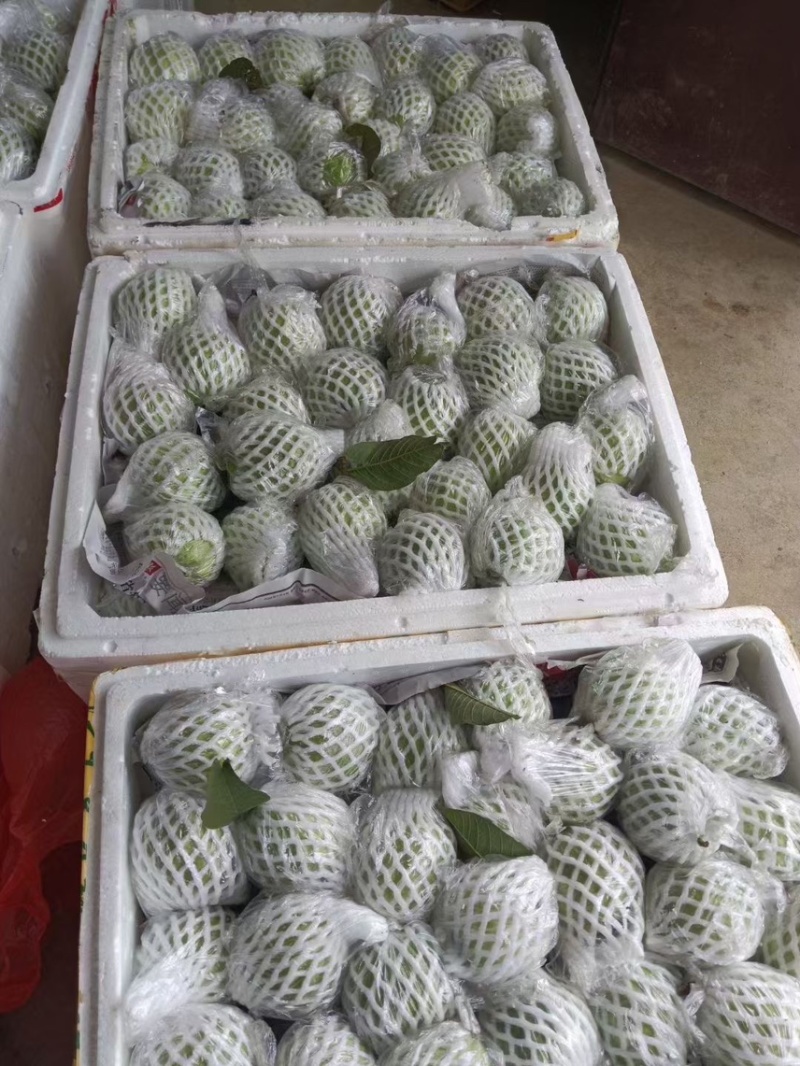 广东白心芭乐自家果园货源充足质量保证可产地看货