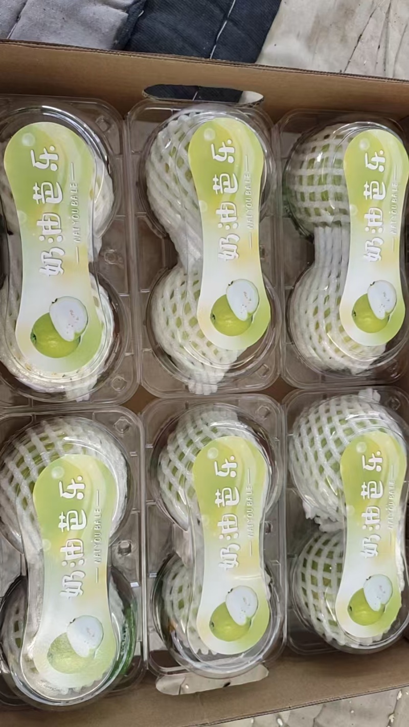 广东白心芭乐自家果园货源充足质量保证可产地看货