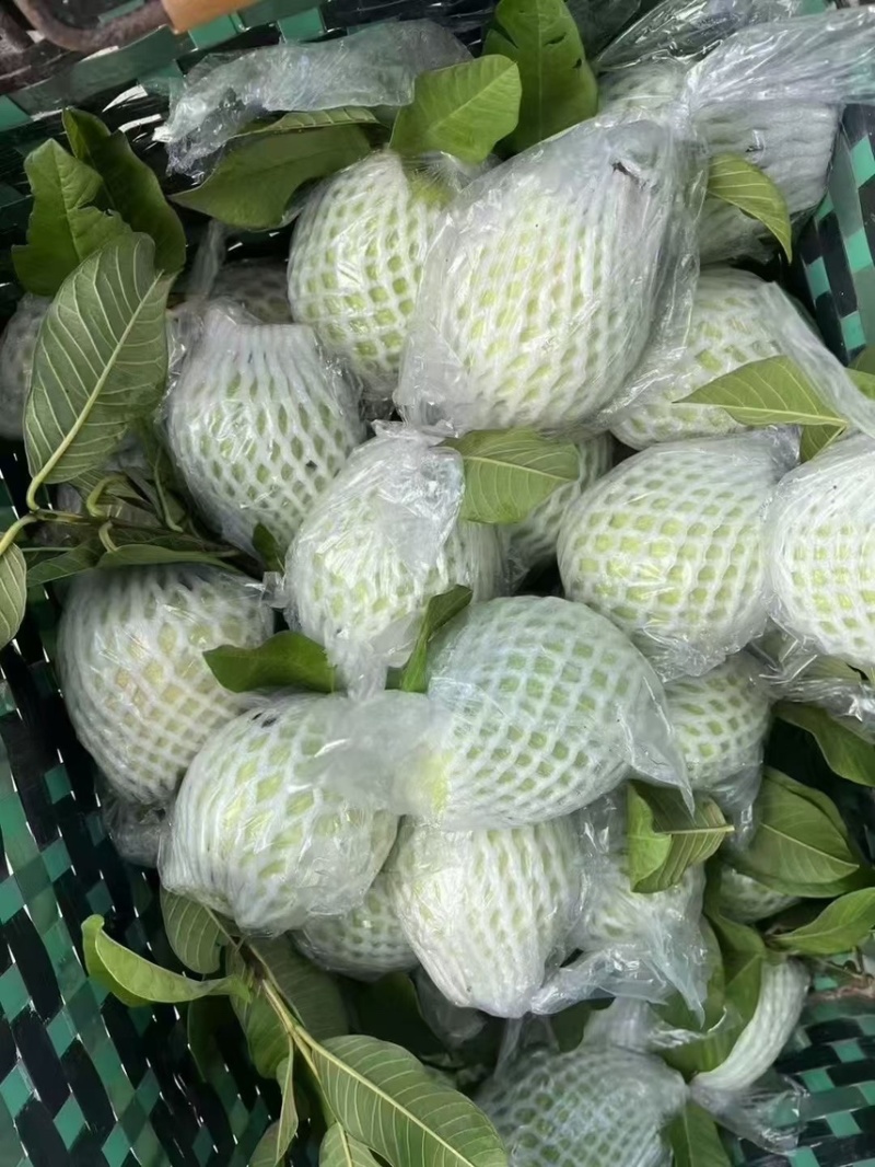 广东白心芭乐自家果园货源充足质量保证可产地看货
