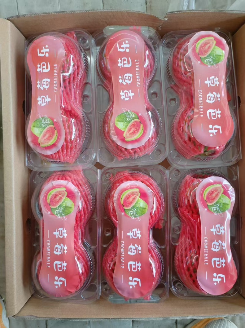 广东白心芭乐自家果园货源充足质量保证可产地看货