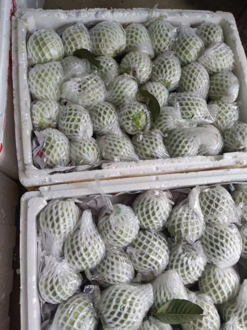 广东白心芭乐自家果园货源充足质量保证可产地看货