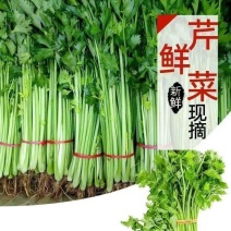 《推荐》江苏香芹芹菜现挖现发基地直发量大从优一条龙服