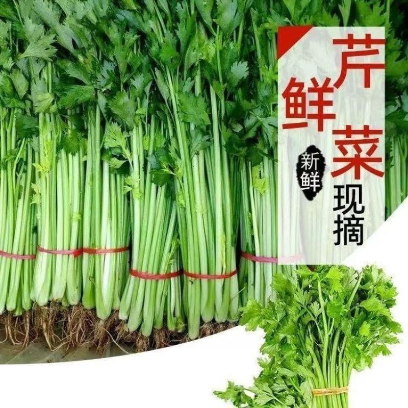 《推荐》江苏香芹芹菜现挖现发基地直发量大从优一条龙服