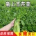 《推荐》江苏香芹芹菜现挖现发基地直发量大从优一条龙服