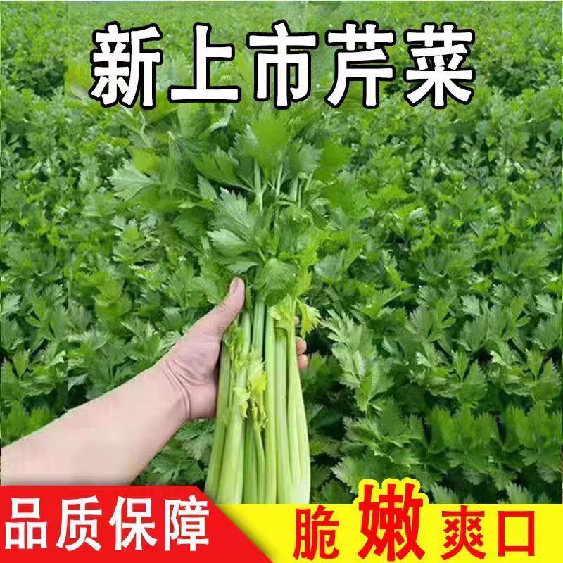 《推荐》江苏香芹芹菜现挖现发基地直发量大从优一条龙服