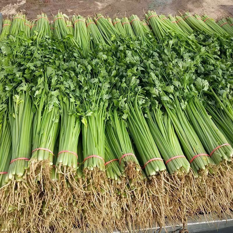 《推荐》江苏香芹芹菜现挖现发基地直发量大从优一条龙服