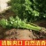 《推荐》江苏香芹芹菜现挖现发基地直发量大从优一条龙服