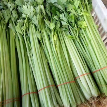 《精选》江苏香芹芹菜对接商超团购供应链一条龙服务