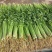 《精选》江苏香芹芹菜对接商超团购供应链一条龙服务
