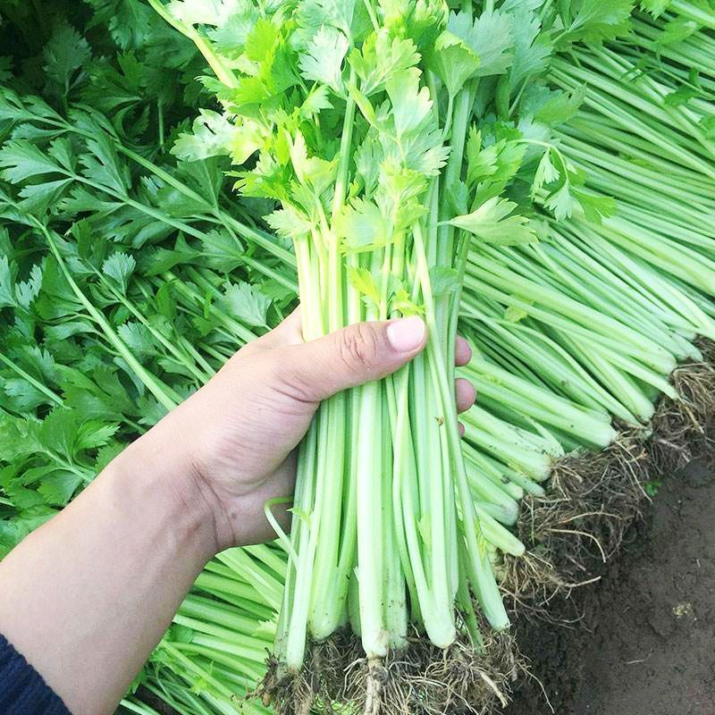 《精选》江苏香芹芹菜对接商超团购供应链一条龙服务