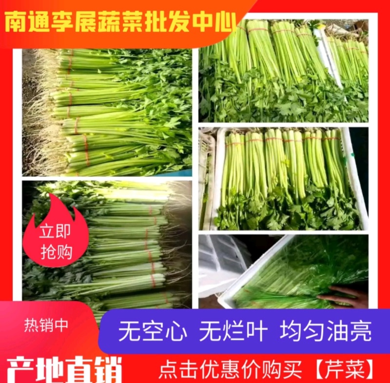 《精选》江苏香芹芹菜对接商超团购供应链一条龙服务