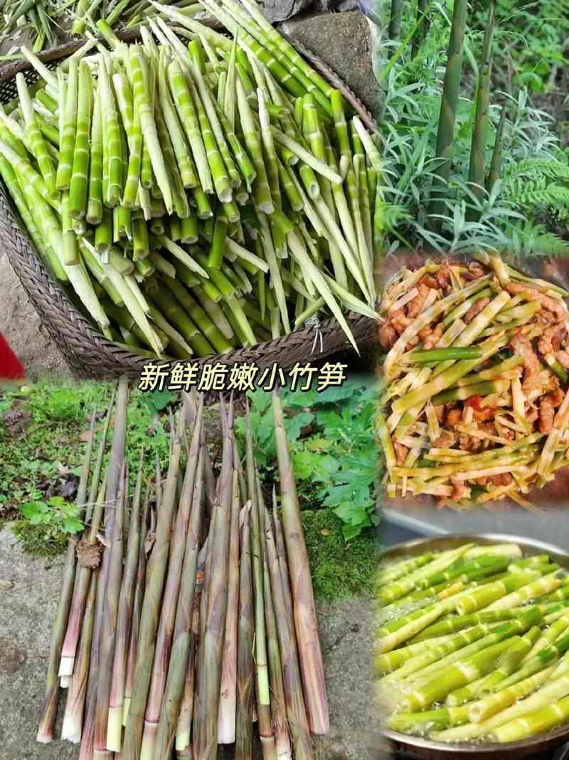 高山野生小竹笋现挖现发