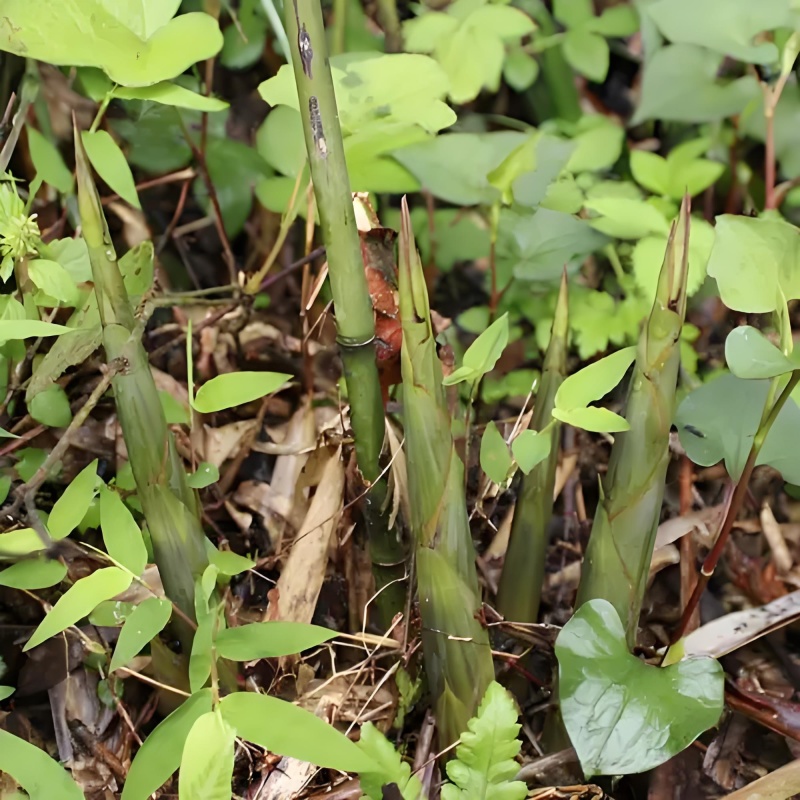 高山野生小竹笋现挖现发